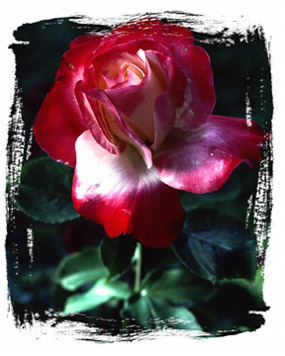 Photo Transfers
